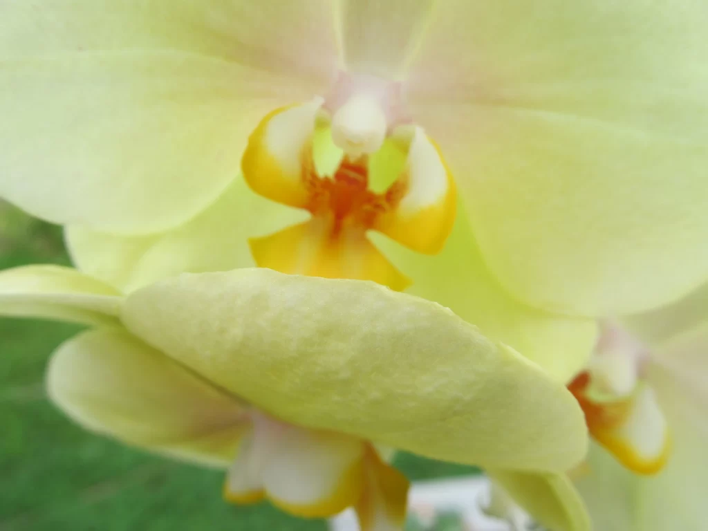 Yellow Orchid Petals Bright Center