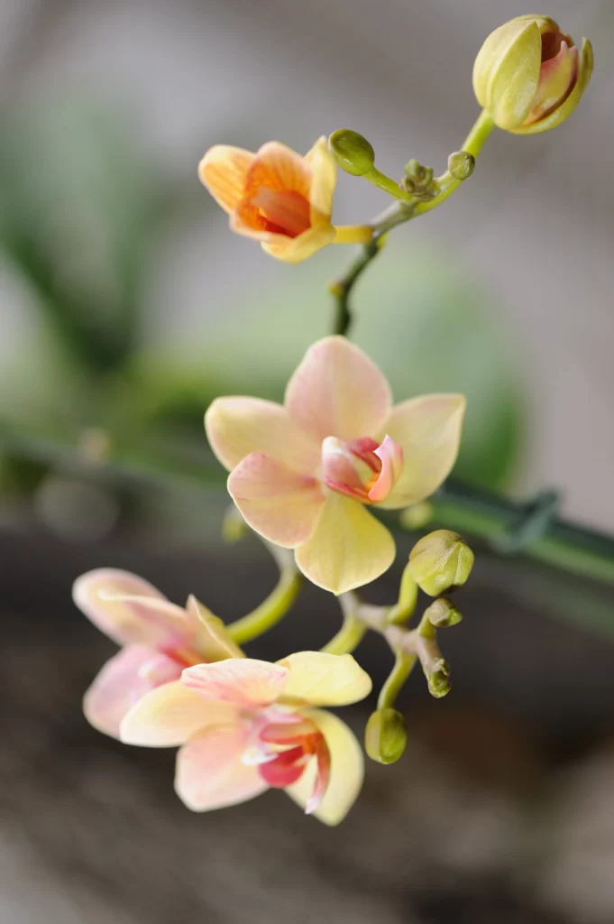 Yellow Orchid Petals Bud