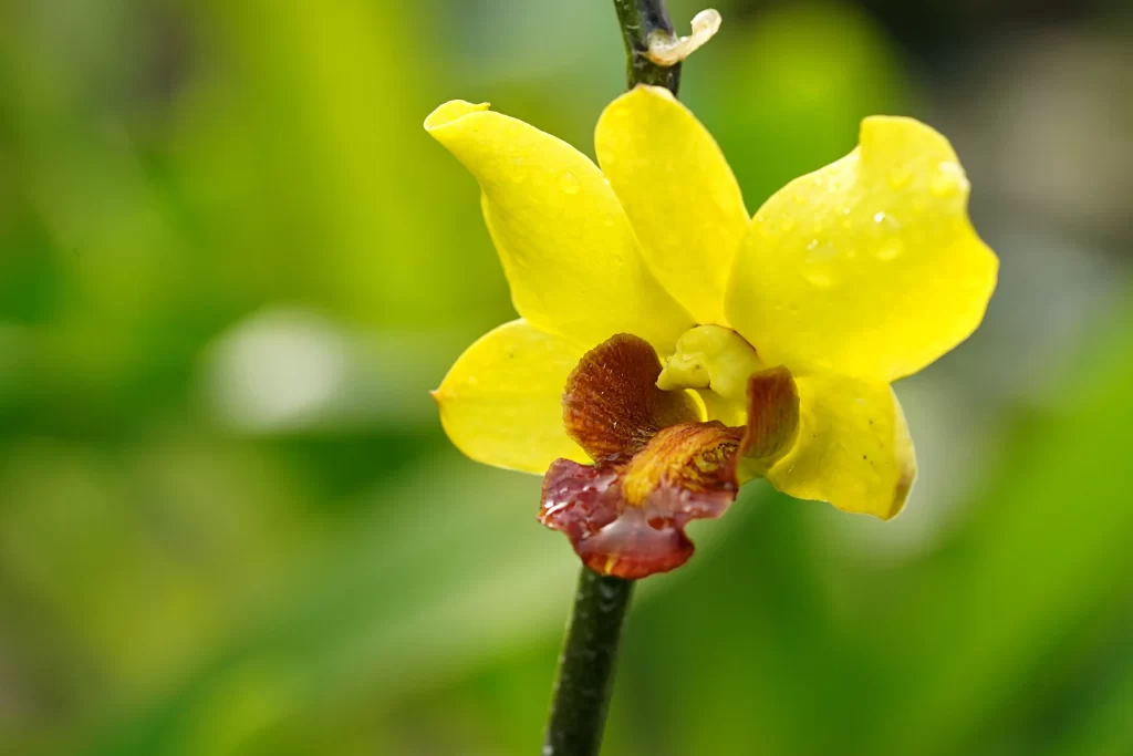 Yellow Orchid Petals Dewdrops Green Background