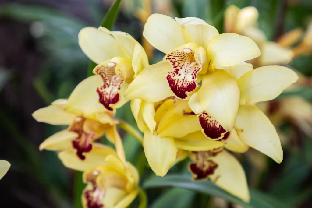 Yellow Orchid Petals Maroon Lips Speckled