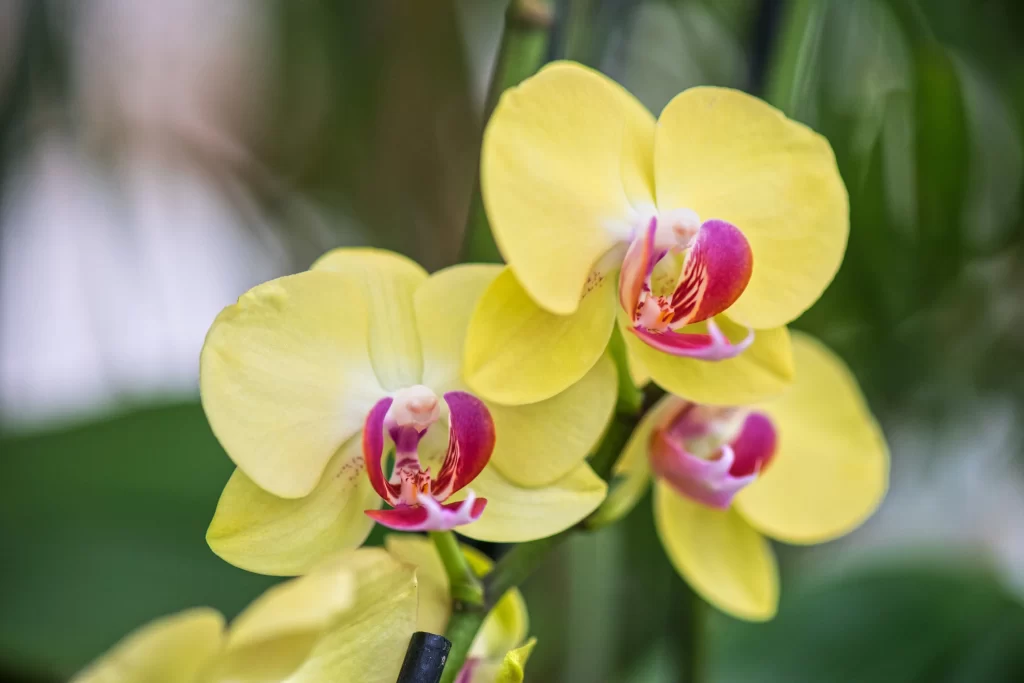 Yellow Orchid Petals Pink warm Center