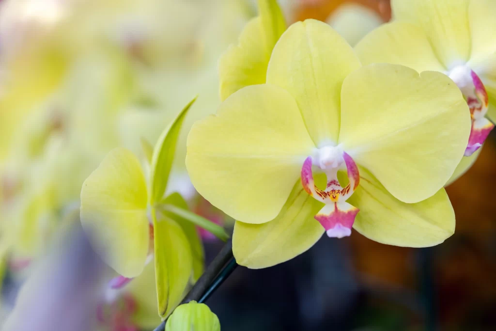 Yellow Orchid Petals Pink warm Center