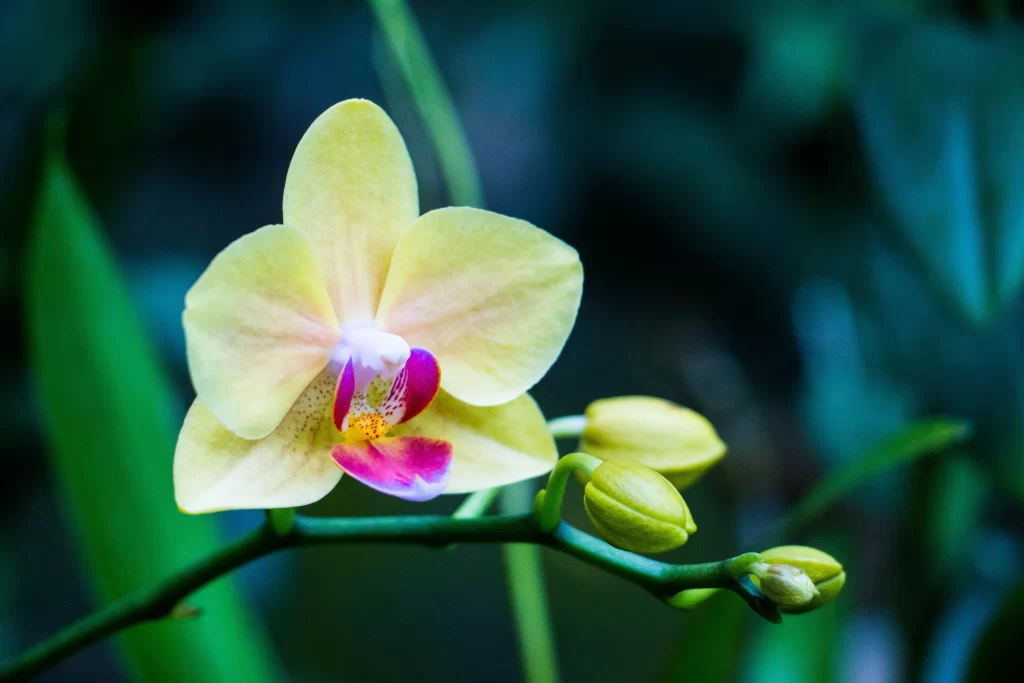 Yellow Orchid Petals Pink Center Green Buds