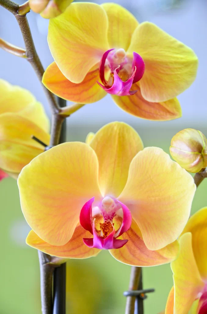Yellow Orchid Petals Pink Center Vibrant