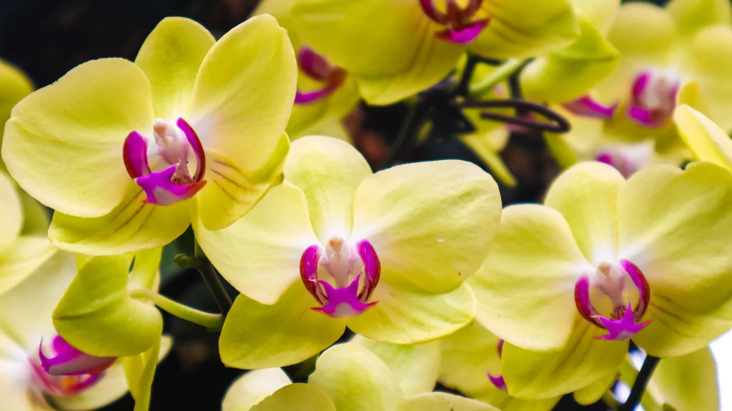 Yellow Orchid Petals Purple Center