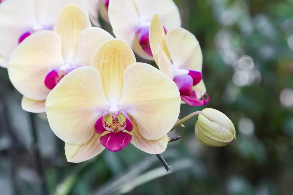 Yellow Orchid Petals Purple Center Bud