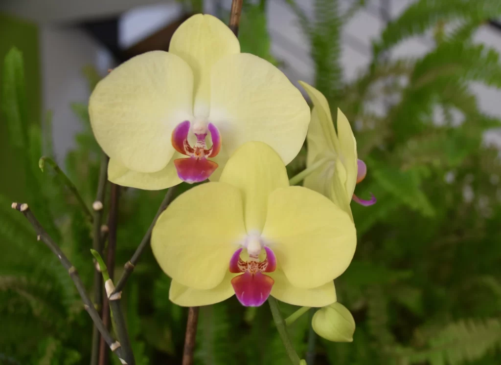 Yellow Orchid Petals Purple Lip Green Foliage