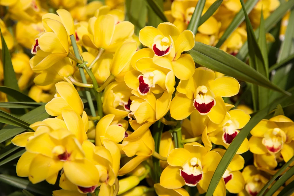 Yellow Orchid Petals Red Lip Green warm Leaves