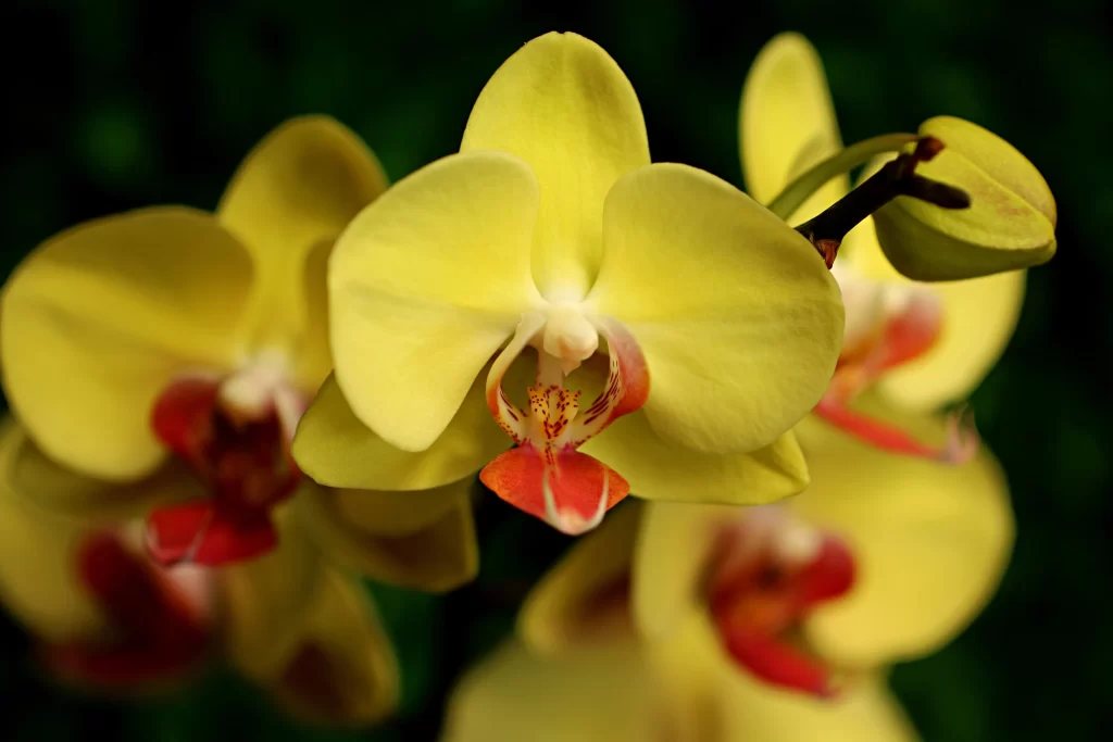 Yellow Orchid Petals Red Center
