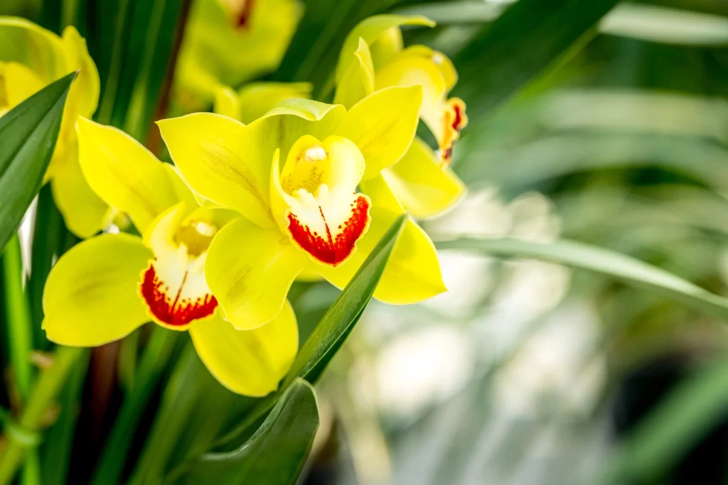 Yellow Orchid Petals Red Lip Green warm Leaves