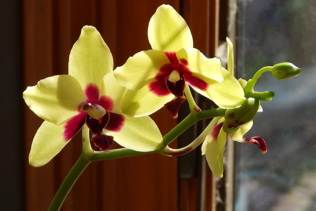 Yellow Orchid Petals Red Center Sunlight