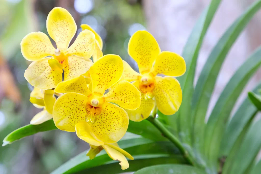 Yellow Orchid Petals Speckled Green Leaves