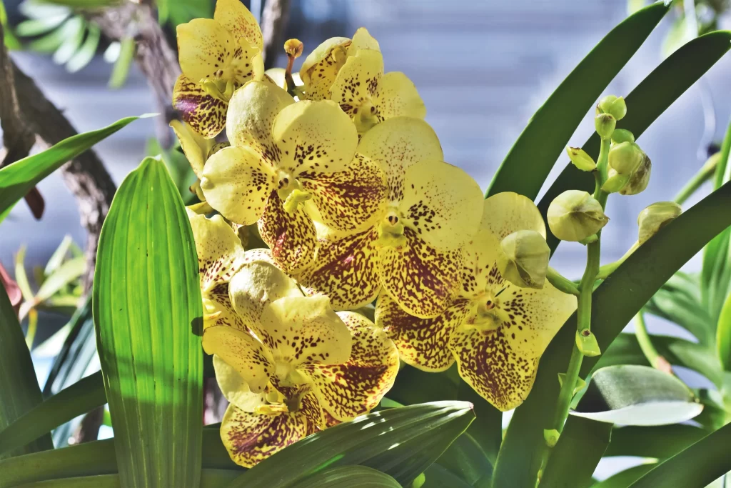 Yellow Orchid Petals Speckled Green