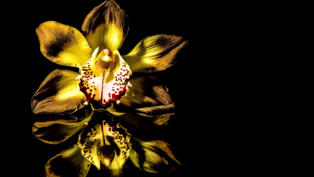 Yellow Orchid Petals Spots Reflection