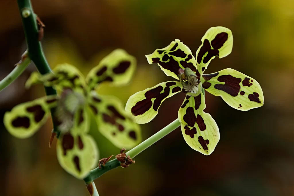 Yellow Orchid Petals Spots Green