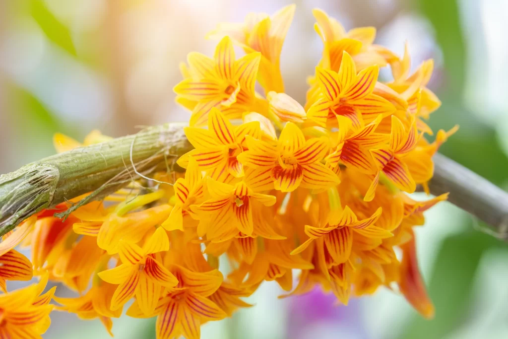 Yellow Orchid Petals Stripes Vibrant