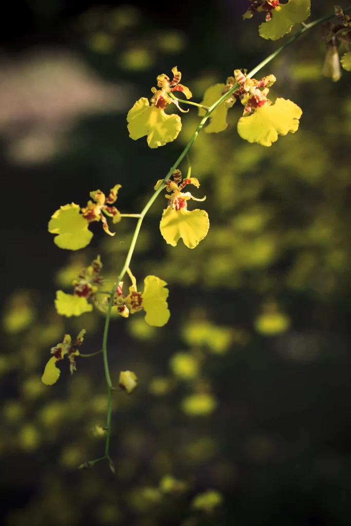 Yellow Orchid Petals Sunlight Delicate