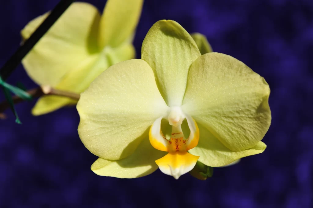 Yellow Orchid Petals Texture Contrast