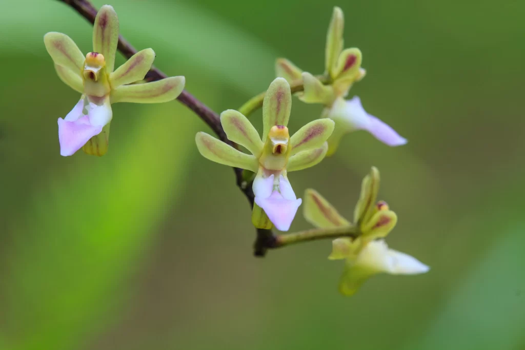 Yellow Orchid Purple Petals Striped Pattern Green Background