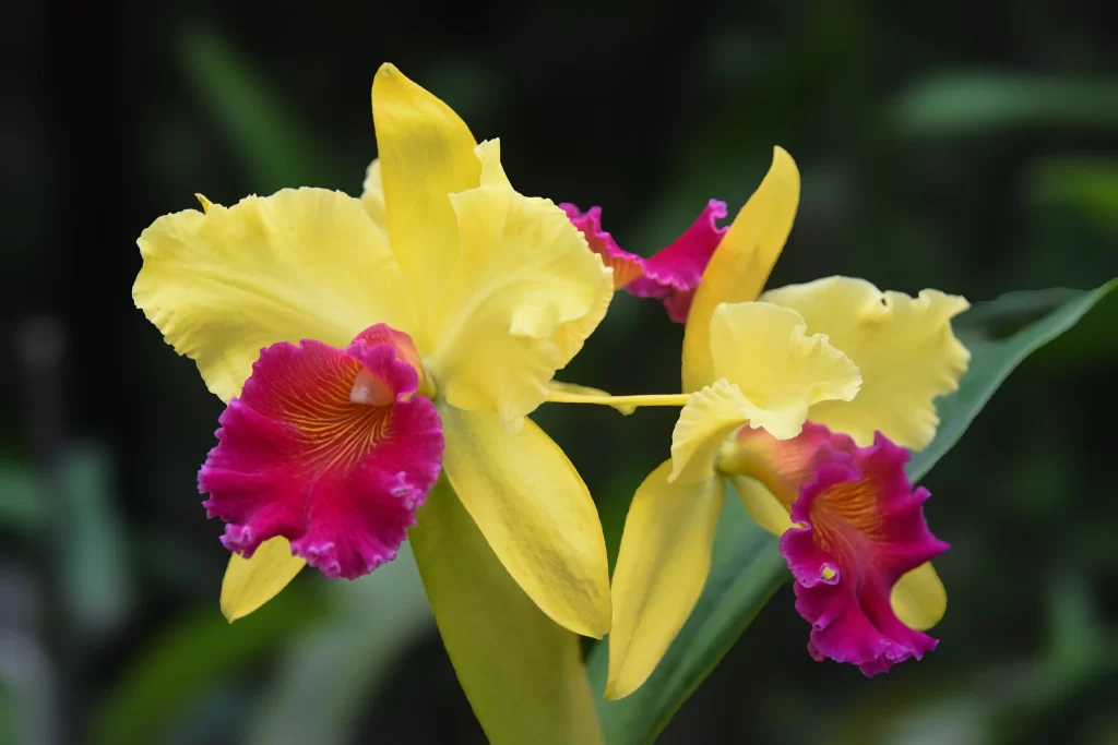 Yellow Orchid Ruffled Petals Magenta Lip