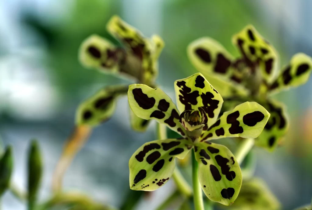 Yellow Orchid Spotted Petals Nature