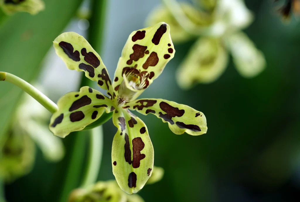Yellow Orchid Spotted Petals Green Background