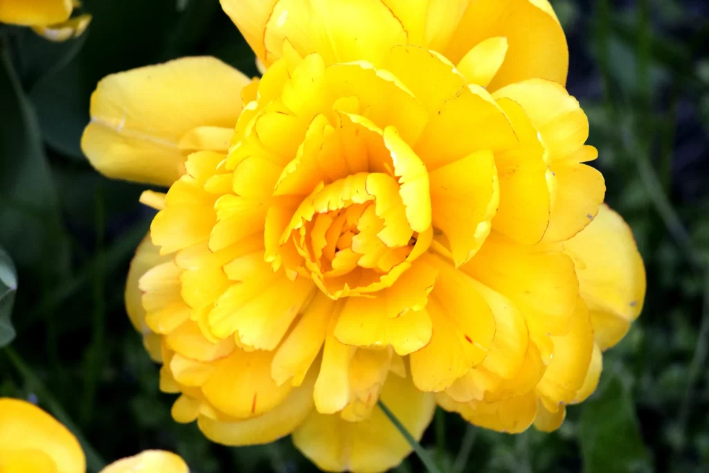 Yellow Peony Petals Bright Green