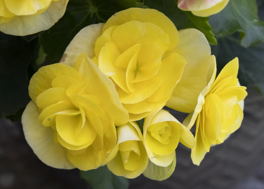 Yellow Petals Layered Blossom