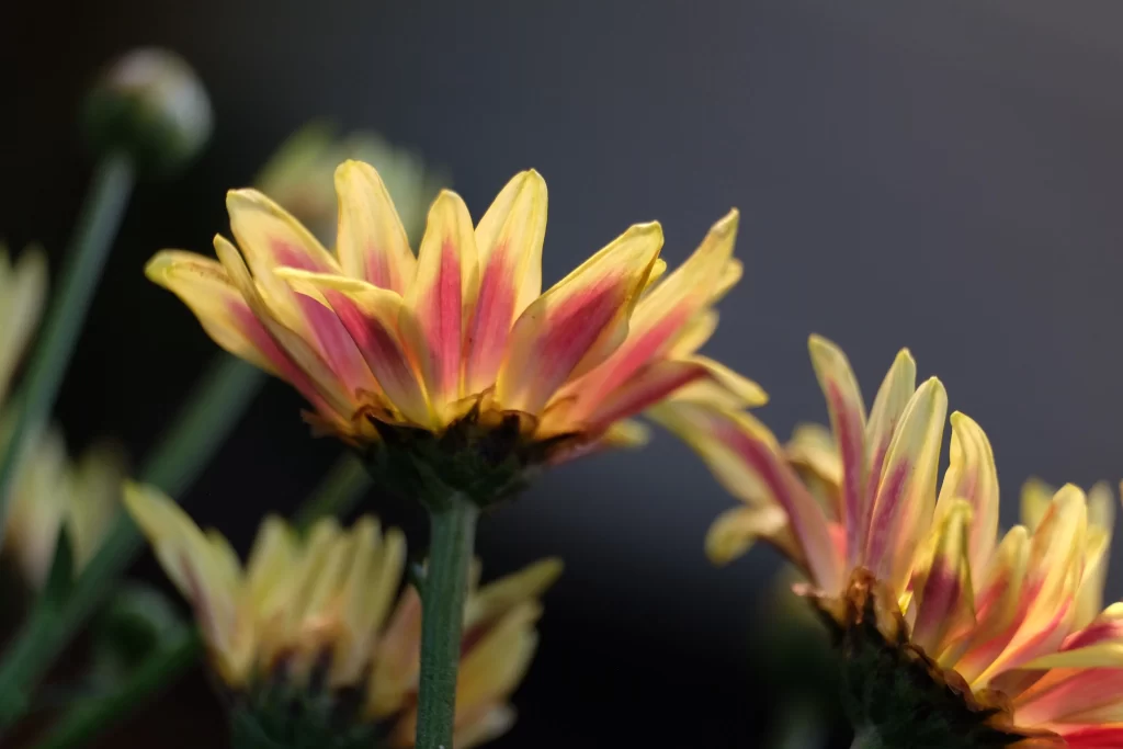 Yellow Pink Chrysanthemum Petals Stems