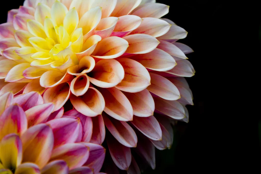 Yellow Pink Petals Dahlia Flower