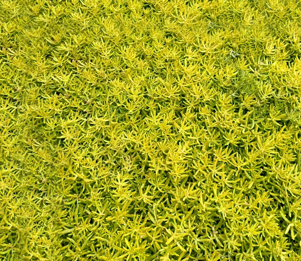 Yellow Plant Dense Foliage