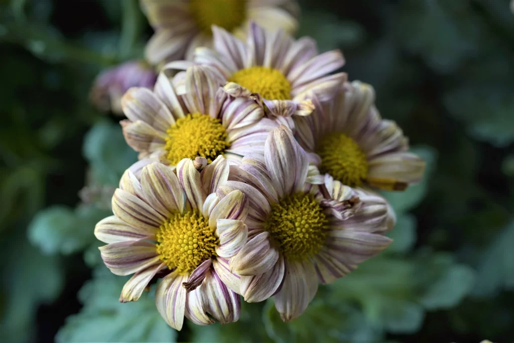 Yellow Purple Chrysanthemum Petals Stripes Center