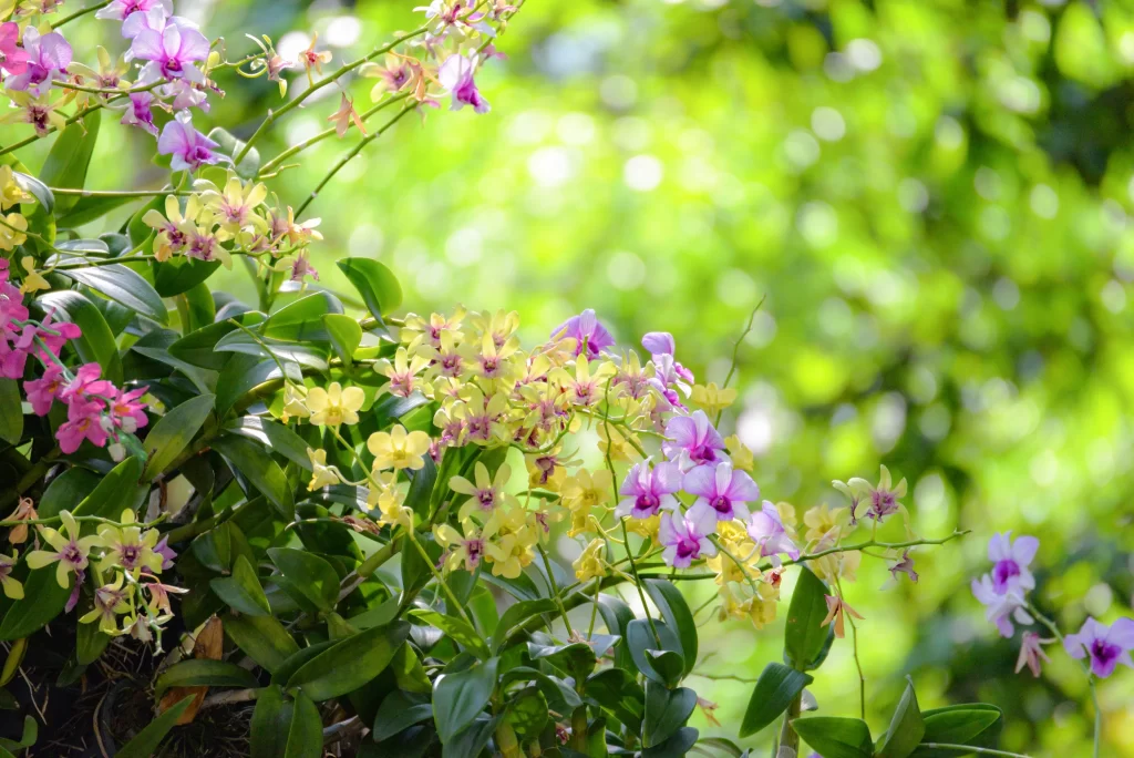 Yellow Purple Orchid Petals Green Leaves