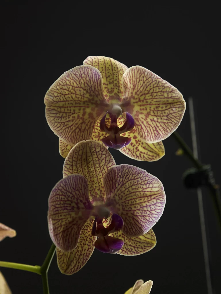 Yellow Purple Orchid Petals Veins