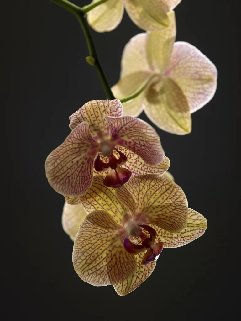 Yellow Purple Orchid Petals gray Stripes