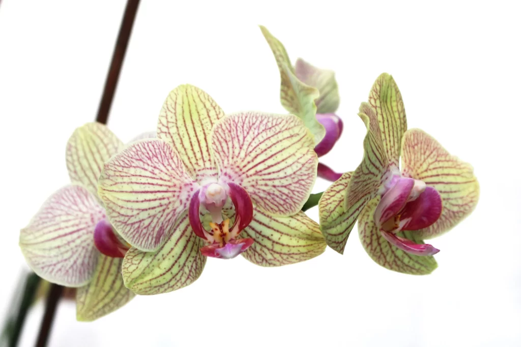 Yellow Purple Orchid Petals white Stripes