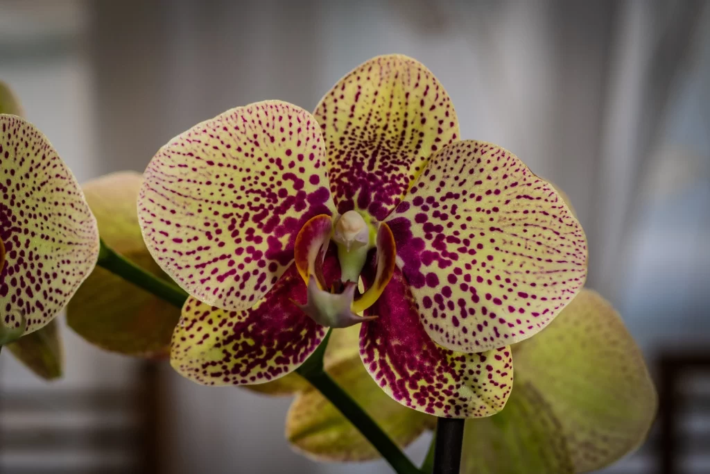 Yellow Purple Orchid Petals Spots