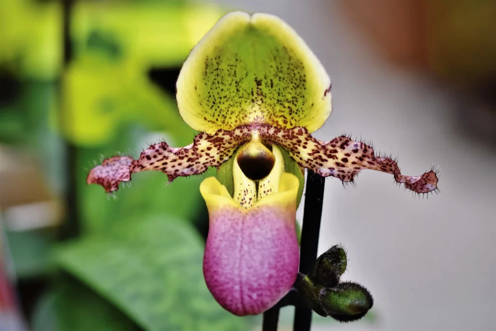 Yellow Purple Orchid Speckled Petals