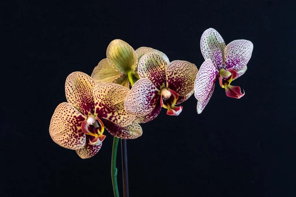 Yellow Purple Orchid Spotted Petals