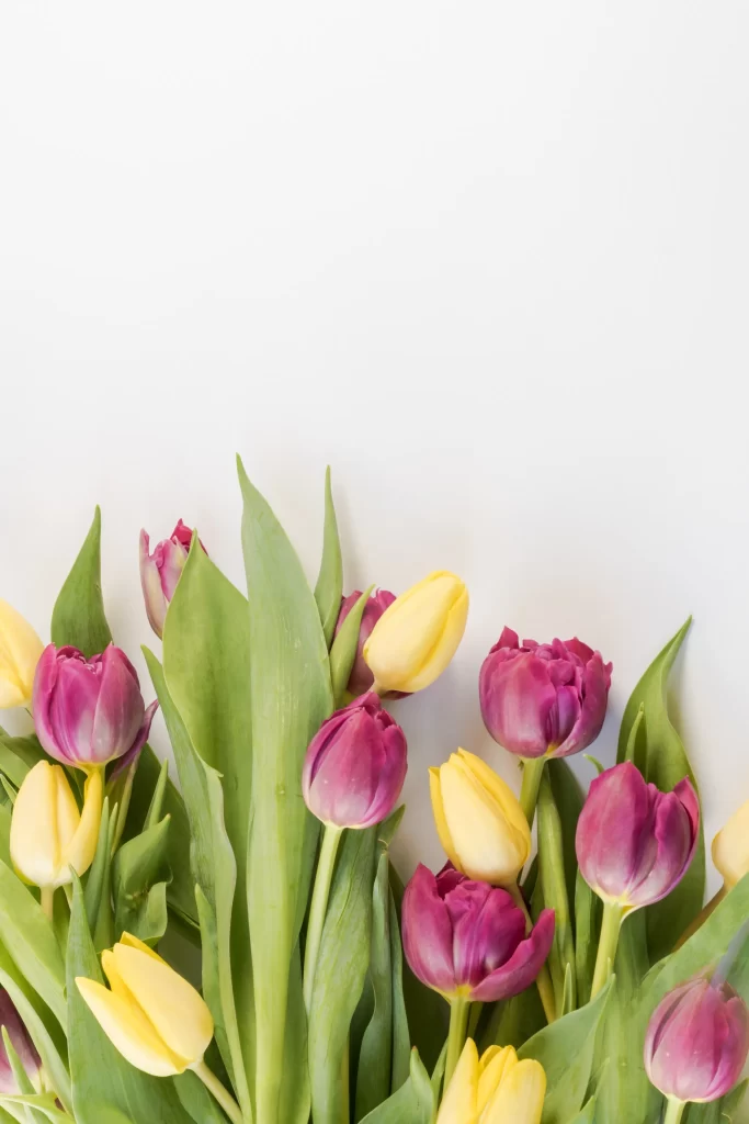 Yellow Purple Tulip Petals Green Leaves