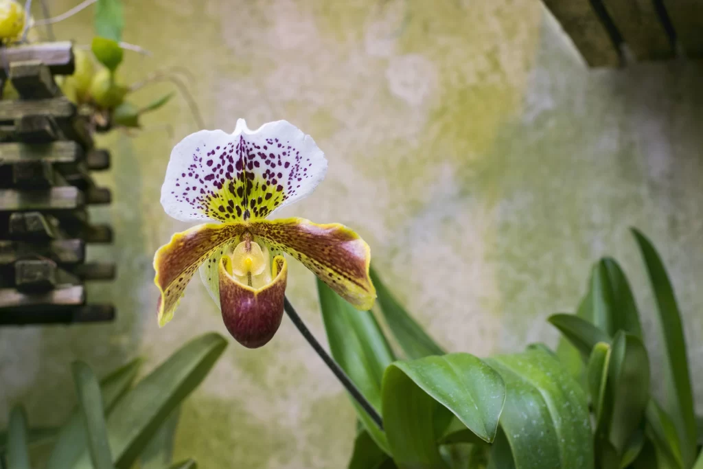 Yellow Purple White Orchid Petals Spots
