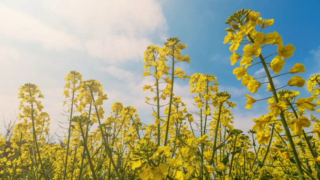 Yellow Rapeseed Blooming Petals Sky