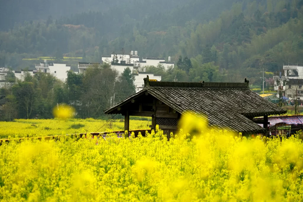 Yellow Rapeseed Blooming Field Bright Petals