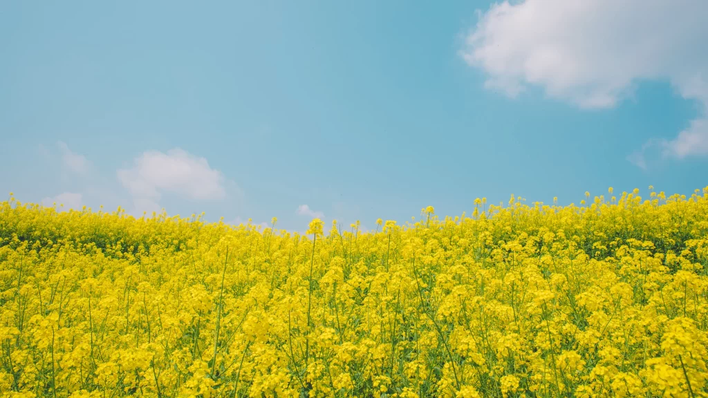 Yellow Rapeseed Blooming Field Sky