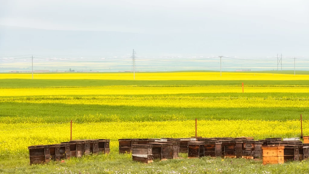 Yellow Rapeseed Blooming Fields Greenery