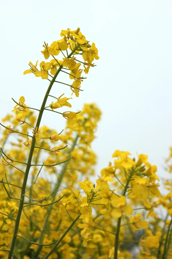 Yellow Rapeseed Blooming Petals Green Stems