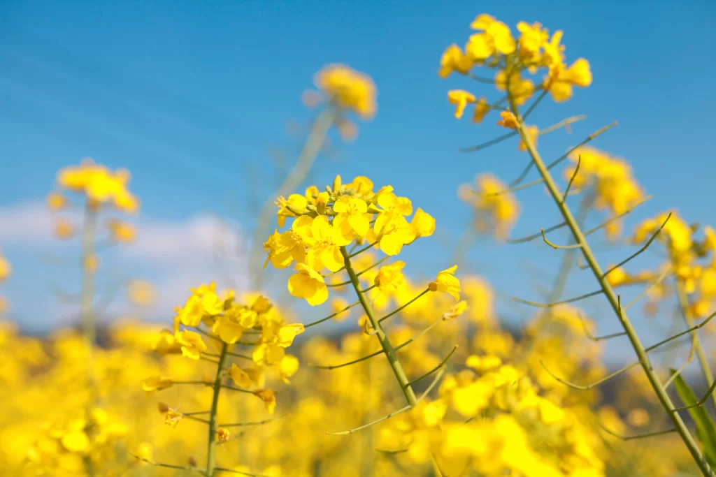 Yellow Rapeseed Blooming Petals warm Field