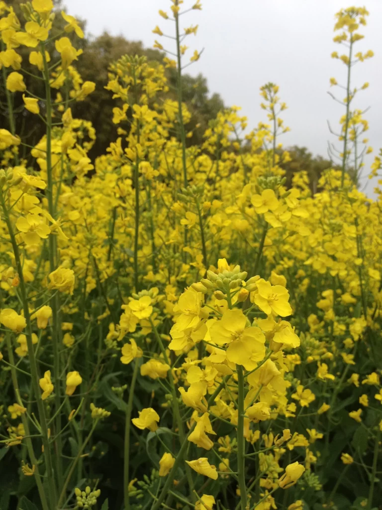 Yellow Rapeseed Blooming Petals warm Field