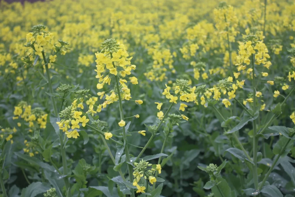 Yellow Rapeseed Blooming Petals Green Leaves