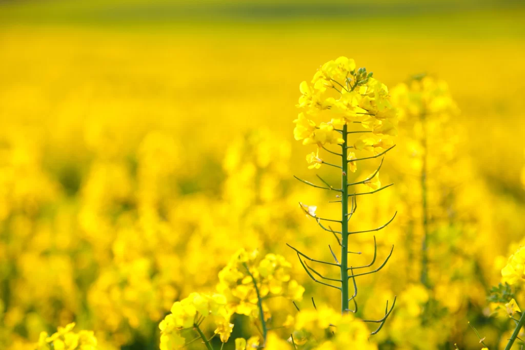Yellow Rapeseed Blooming Petals Field
